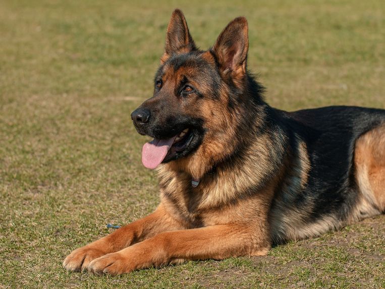 PAWSENSE-X – screenshot 1