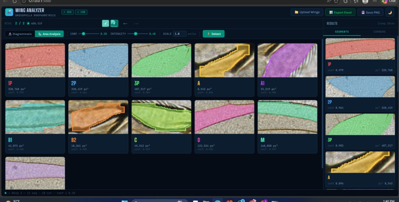Drosophila Species Morphometrics  – screenshot 3