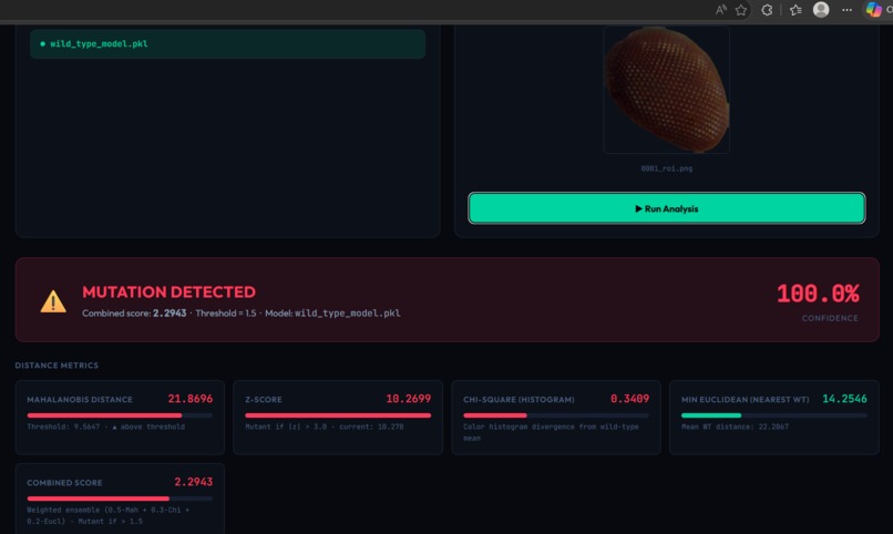 Drosophila Species Morphometrics  – screenshot 13