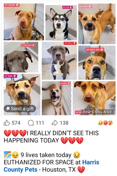 Paw Post Agent – screenshot 6