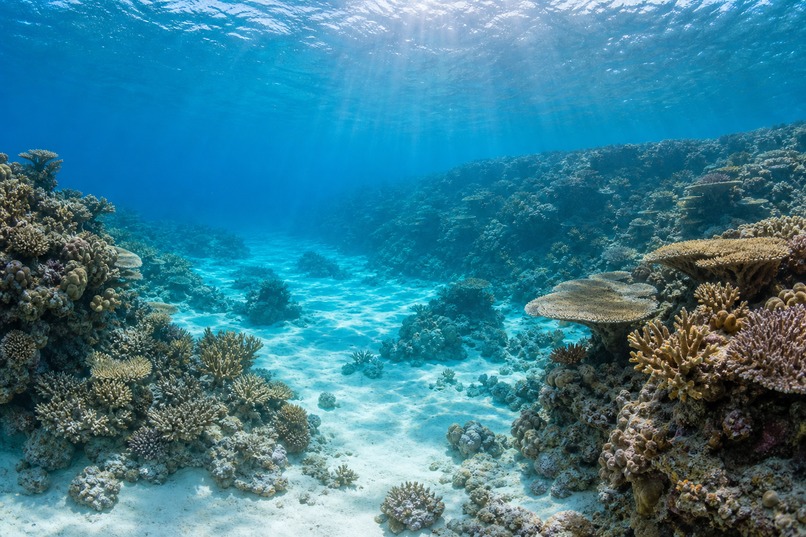Scubaword – screenshot 4