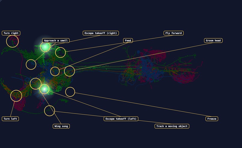 Probe the Fly – screenshot 3