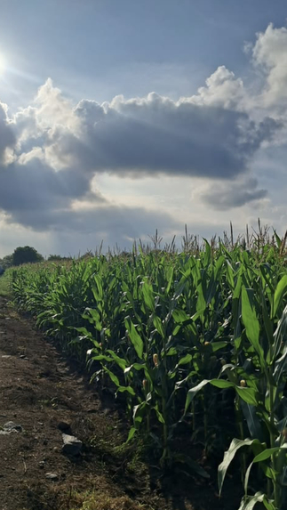 Kisan GPT – screenshot 1