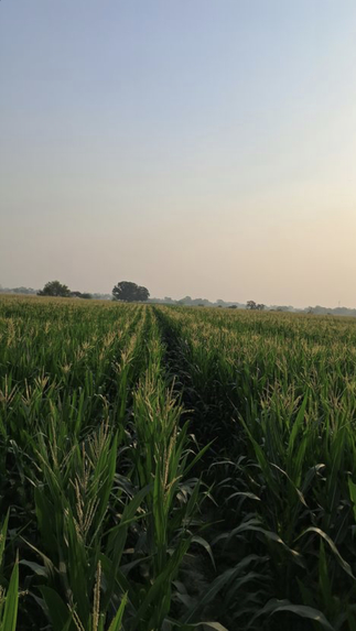 Kisan GPT – screenshot 2