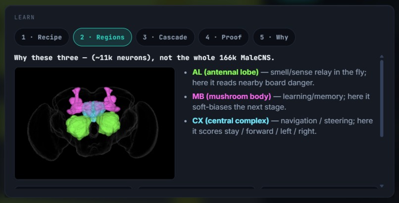 Beat-the-fly – screenshot 2