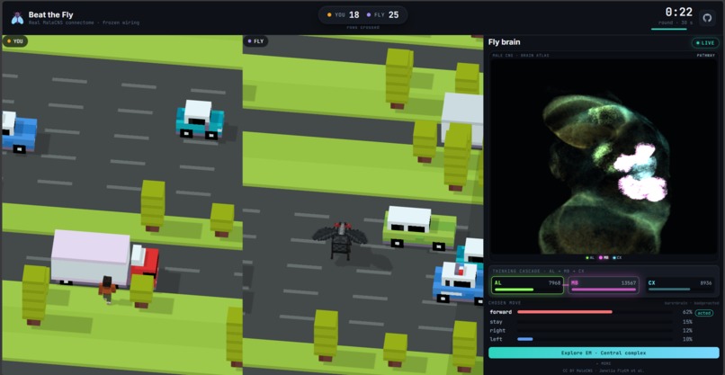 Beat-the-fly – screenshot 4