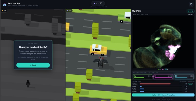 Beat-the-fly – screenshot 3