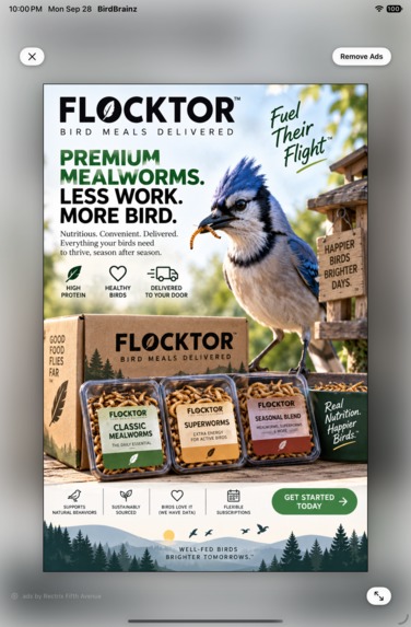 BirdBrainz – screenshot 9