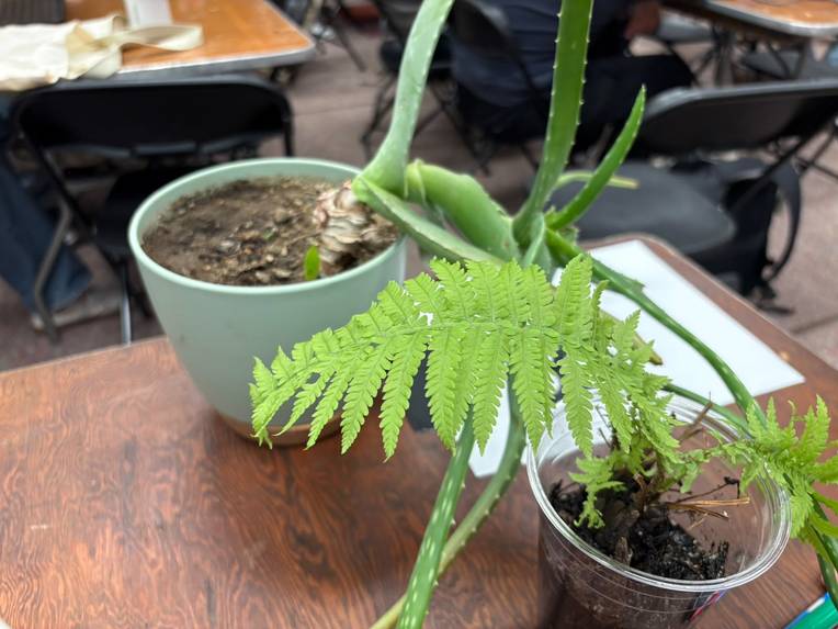 Talking Plant – screenshot 4