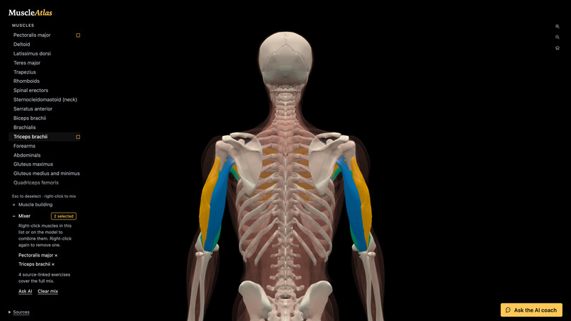 MuscleAtlas – screenshot 3