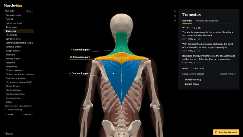 MuscleAtlas – screenshot 4