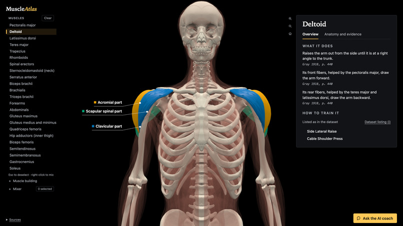 MuscleAtlas – screenshot 5