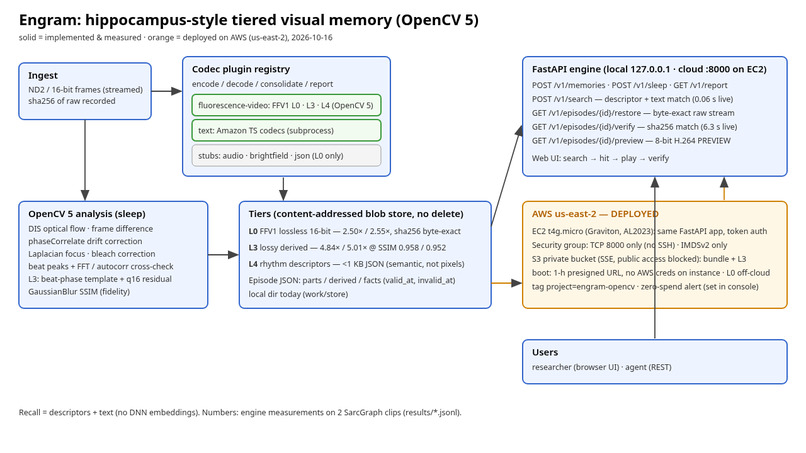 Engram: hippocampus-style tiered memory for microscopy video – screenshot 1