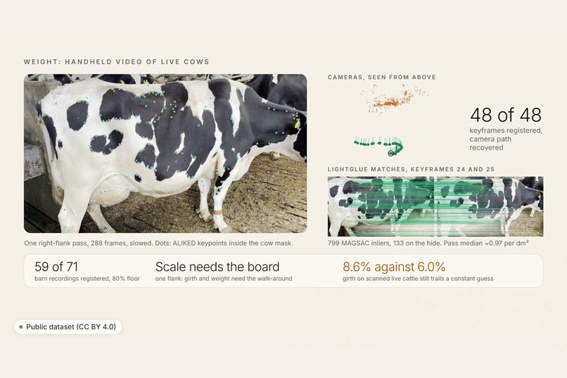 Mombe – screenshot 7