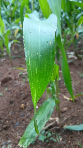 AgriScout – screenshot 2