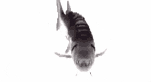 Salmon.exe – screenshot 1