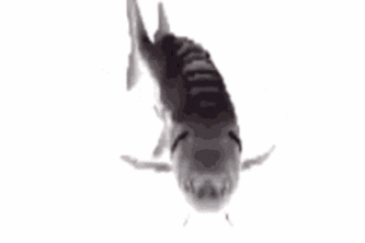 Salmon.exe
