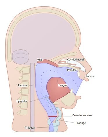 Vocal Tract simulator – screenshot 1