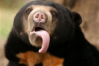 Sunbears Solar Hackathon Entry