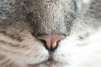 Catnapp