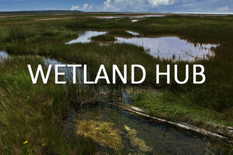 Wetland HUB