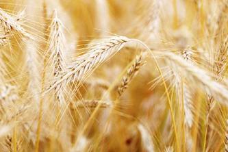 Oneness Crop Care