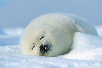 Seal Clubbing Awareness