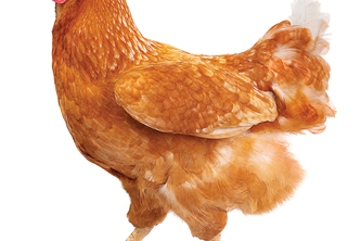 cage-free sagehen website!