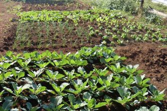 One Home One Garden