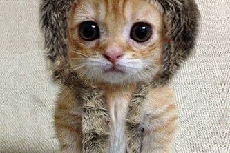 NextKitty(Cat App)