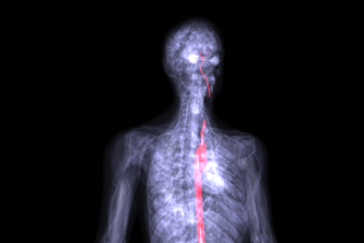 Medical Visualization Report