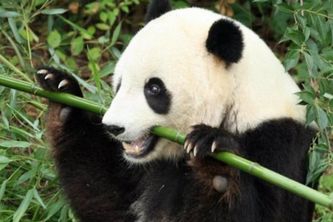 PandVi