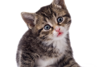 haptikitten