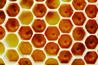 Beehive security project