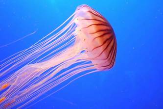 Jelly the Jellyfish