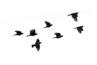 Flock