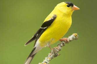 Goldfinch Chronicles