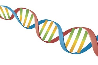 Single Nucleotide Polymorphism Simulator (SNPS)