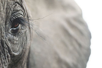 Salvation - An Eco Savior