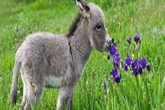 Donkey Trivia