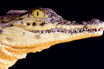 dustycrocodile