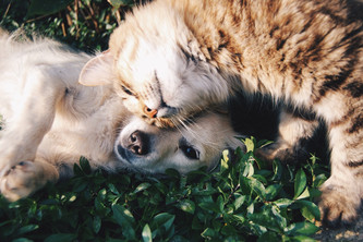 Adopt a Friend