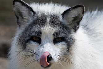 [TB.28:사회적이슈해결]Nerver Lier, be transparent