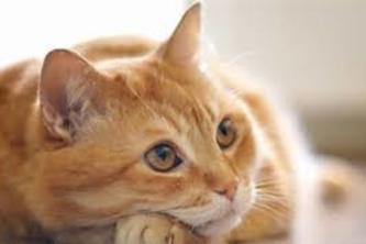 cat-vs-noncat-L-layer-deep-neural-network