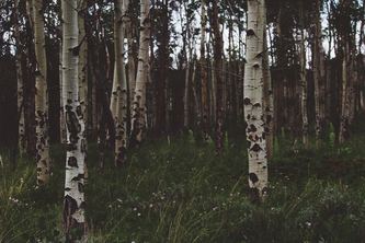 Home in HEL