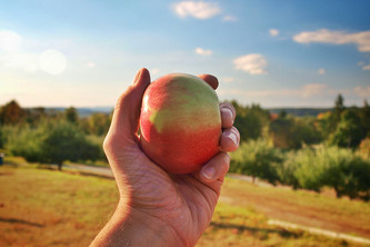 Apple Picking: Nostalgia for 2020