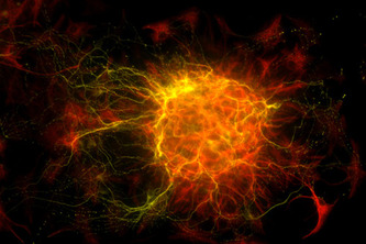 Deep Cell