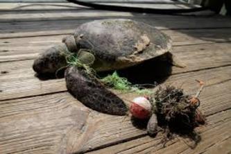 Citizen Wildlife Reporter