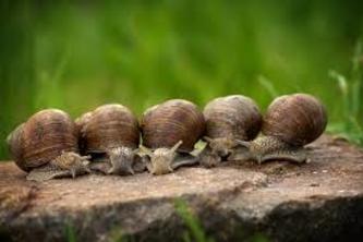 Snails