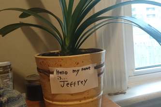 Jeffrey the wild card